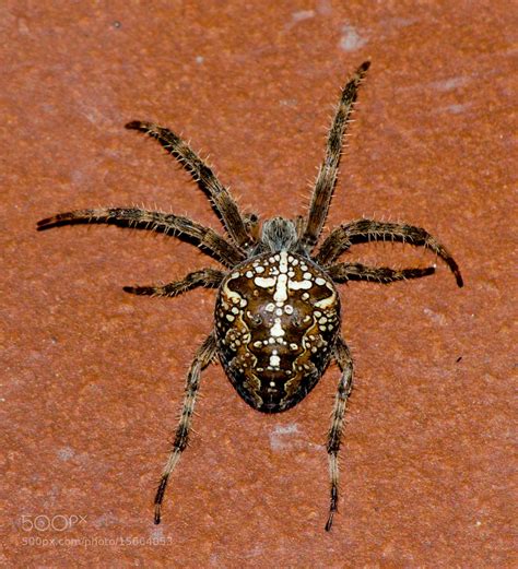 Photograph European Garden Spider by Riccardo Bernardeschi on 500px