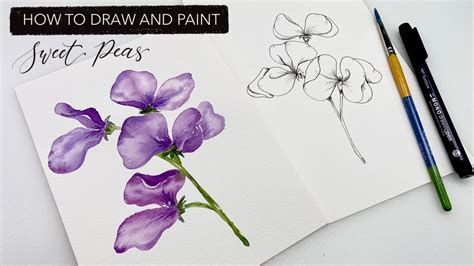 How To Draw A Sweet Pea Flower Step By Step | Best Flower Site