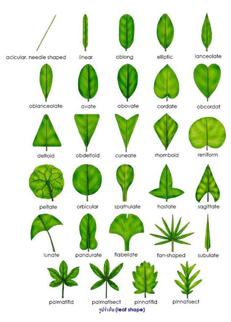 leaf shape - for leaf classification | Plant classification, Botany ...