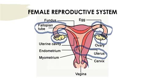 HUMAN REPRODUCTION SCIENCE VIDEO #3 FOR SIXTH GRADE - YouTube