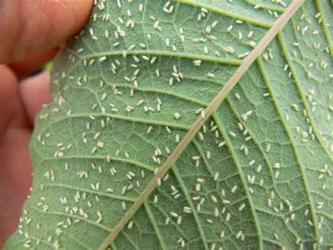 The Latest in Whitefly Control - Greenhouse CanadaGreenhouse Canada