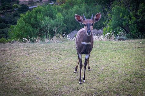 Photo of an Antelope with Horns · Free Stock Photo