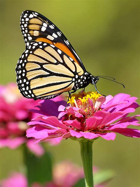 Endangered status for monarch butterfly petitioned | The Spokesman-Review