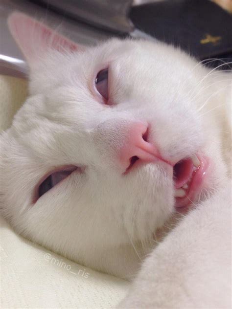 This Cute Cat Transforms Into An Ugly Monster When Sleeping | BDCWire