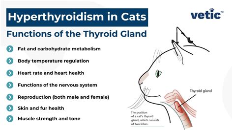 Hyperthyroidism in Cats: Causes, Signs and Treatment