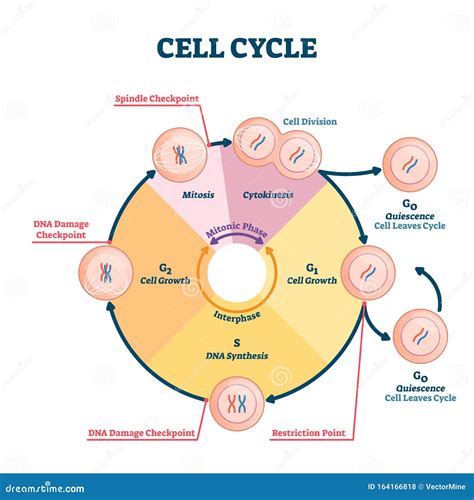 Cell Cycle. Checkpoints: DNA Damage, Spindle Checkpoint, Restriction ...