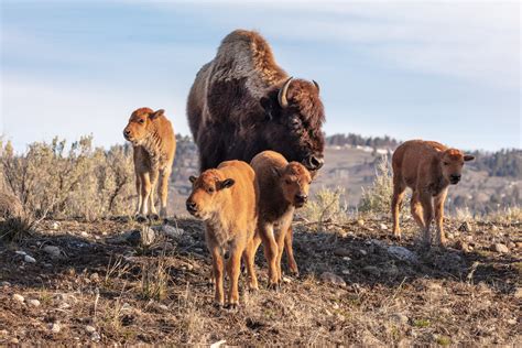 Bison calves Wildlife Yellowstone | Yellowstone National Park Lodges