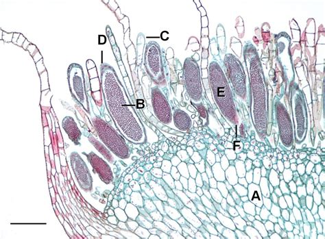 1.13: Sex and reproduction in non-seed plants - Biology LibreTexts