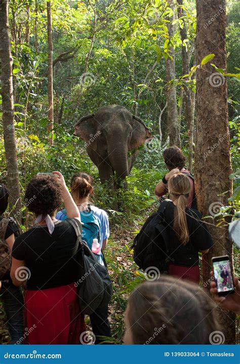 People Watching Elephants and Taking Photos in Cambodia Editorial Stock ...