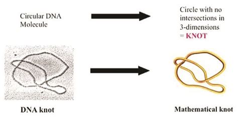 Untangling DNA with Knot Theory - ARSUAGA VAZQUEZ LAB