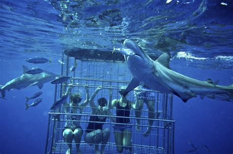 Shark Cage Diving KZN