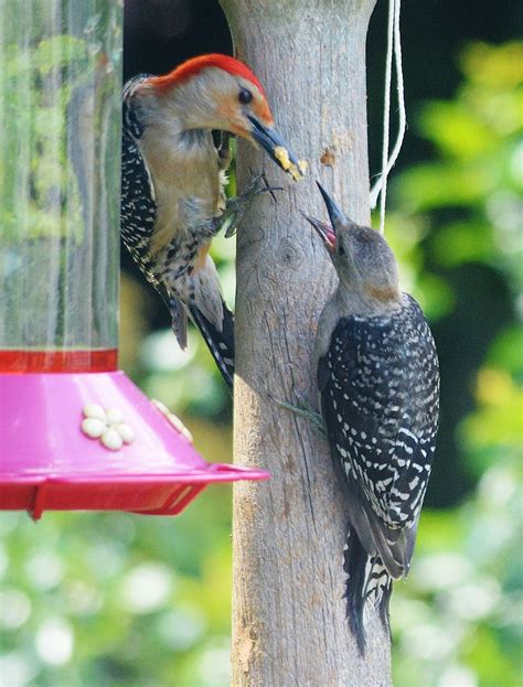 Daddy Red-bellied Woodpecker feeding a fledgling. | Beautiful birds ...
