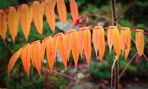 Autumn Leaves Orange Branch - Free photo on Pixabay - Pixabay