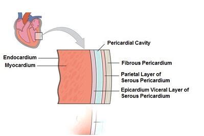 Anatomy of the Human Heart - Physiopedia