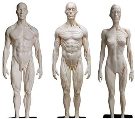 Buy Anatomy Model, Educational Model 11 Inch Human Anatomy Figure Female & Male Anatomy Figure ...