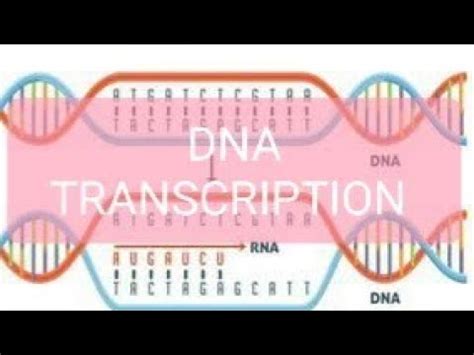 DNA TRANSCRIPTION CLASS 12 - YouTube