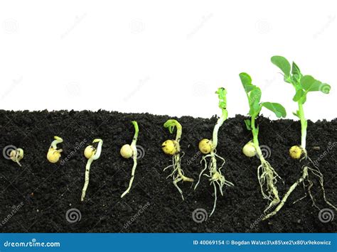 Germinating pea seeds stock photo. Image of fecund, season - 40069154