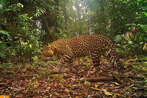 Javan leopards, the dwindling 'guardians' of Java's forests