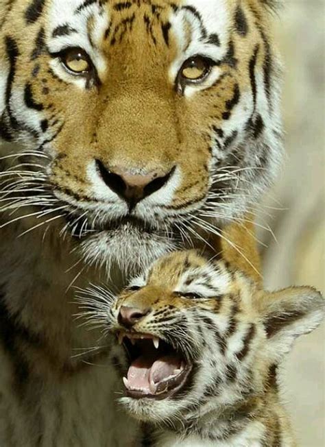 Pin by Savanna Dance on Big Cats Say It With A Roar! | Baby animals ...