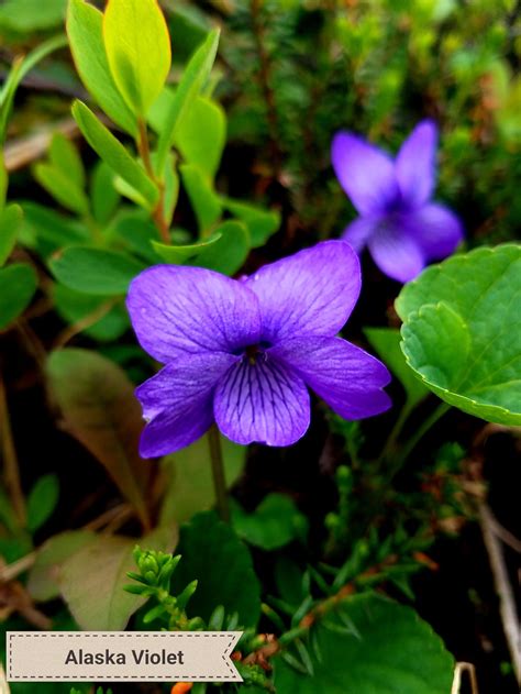 Alaska Wildflowers (if you're into that type of thing)