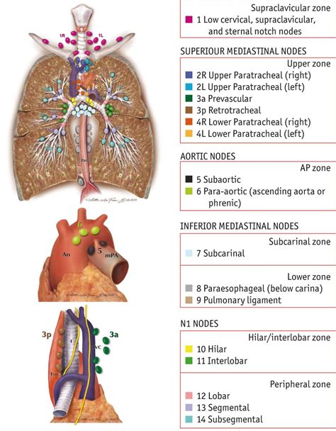 The new TNM classification of lung cancer in practice | European Respiratory Society