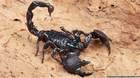 Newsround's guide to some of nature's most painful stingers - CBBC ...