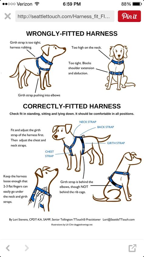 Correctly fitting harness | Dog training, Dog harness, Dogs