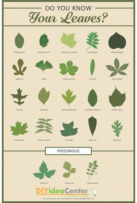 Pin by Cynthia Boyce on Gardening | Leaf identification, Leaf ...