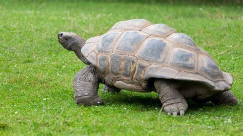 Tortoise Walking Free Stock Photo - Public Domain Pictures