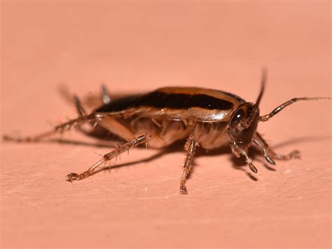 German Cockroaches: Photos & Control Information