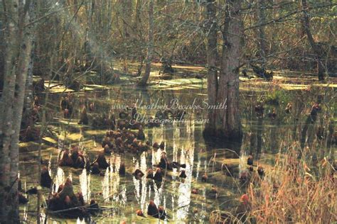 Great Dismal Swamp Wildlife Refuge. Suffolk, V.A.