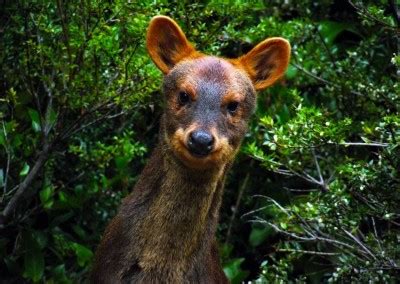 El Pudú | Hábitat - Patagonia