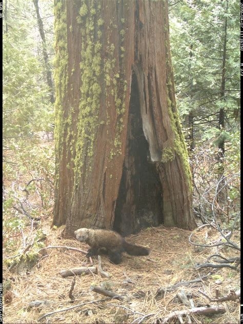 Pacific Fisher Mammal Research | Yosemite Conservancy | Wildlife ...