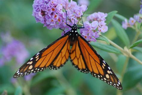 Monarch Butterfly on Purple Butterfly Bush | wht_wolf9653 | Flickr