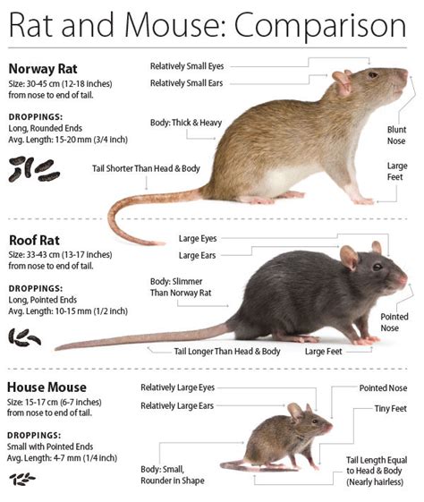 What Is The Difference Between Rats and Mice