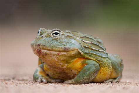 African Bullfrog Facts and Pictures