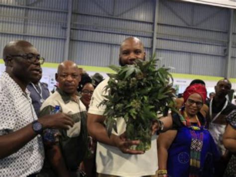 ‘ANC sold communities a dagga farming dream’ — DA | Scrolla.Africa