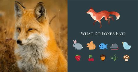 Fox Food Chain To Plant