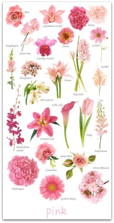 Types Of Pink Flowers