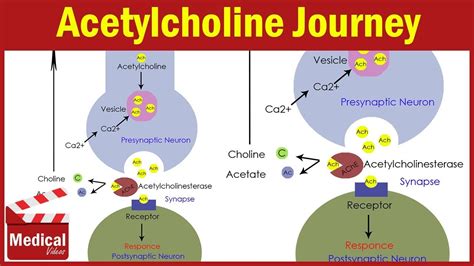 Pharmacology [ANS] 5- Acetylcholine Synthesis and Degradation ...