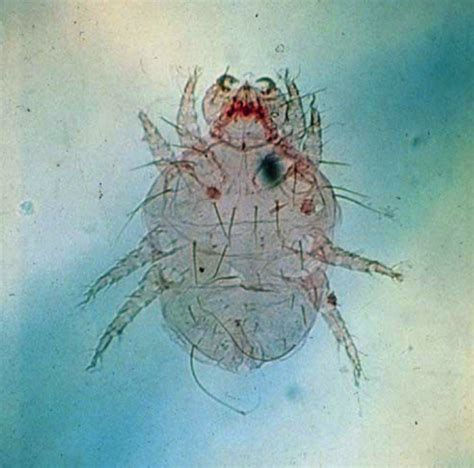 Diagnosing and treating cheyletiellosis | Veterinary Practice