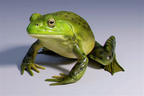 American Bullfrog | 3D Animals | Unity Asset Store