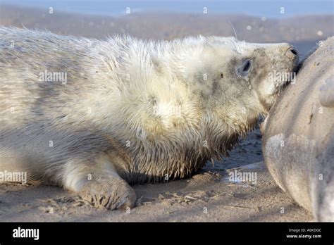 Grey seal pup Stock Photo - Alamy