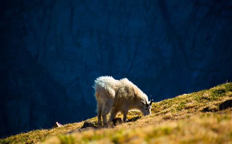 Wildlife Watching in Rocky Mountain National Park - Cheapest Vacations ...