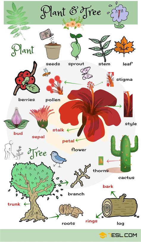 List of Plant and Flower Names in English with Pictures • 7ESL ...