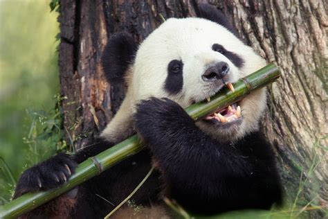 Pandas With Bamboo