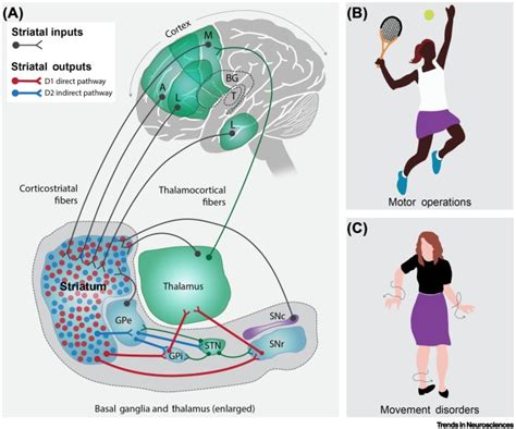 Astrocyte–Neuron Interactions in the Striatum: Insights on Identity, Form, and Function: Trends ...