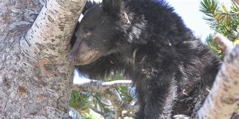 Habituated Yellowstone black bear put down - Yellowstone Insider