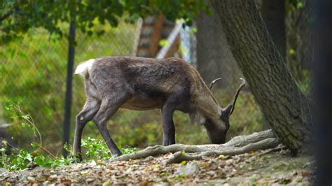 Video of Reindeer in zoo 32500656 Stock Video at Vecteezy