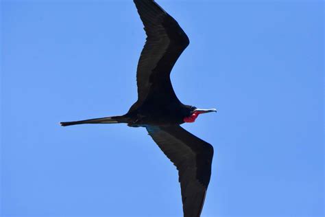 Magnificent Frigatebird